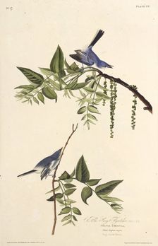 The blue-gray gnatcatcher. From "The Birds of America", 1827-1838. Creator: Audubon, John James (1785-1851)