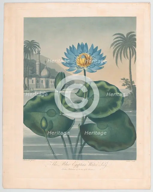 The Blue Egyptian Water Lily, September 11, 1804. Creator: Joseph Constantine Stadler.