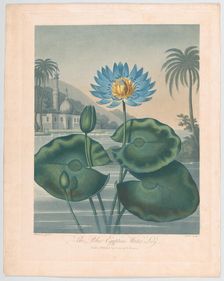 The Blue Egyptian Water Lily, September 11, 1804. Creator: Joseph Constantine Stadler