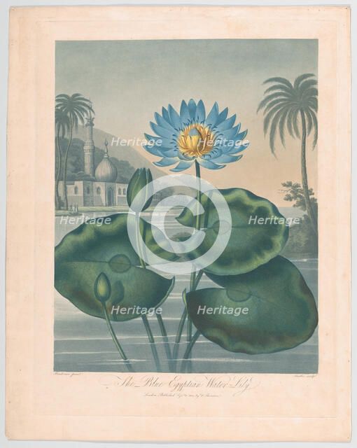 The Blue Egyptian Water Lily, September 11, 1804. Creator: Joseph Constantine Stadler.