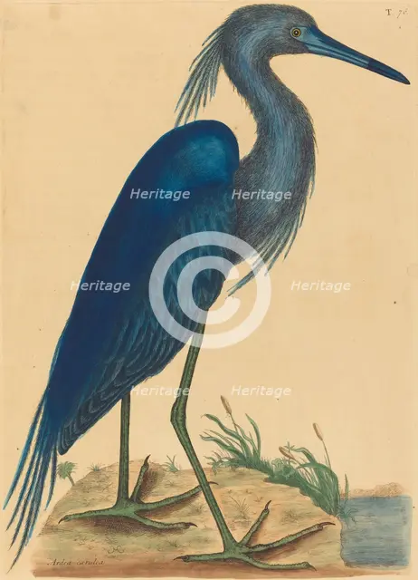 The Blue Heron (Ardea coerulea), published 1731-1743. Creator: Mark Catesby.