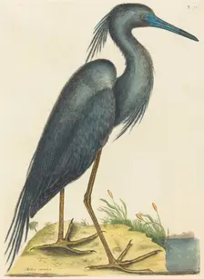 The Blue Heron (Ardea coerulea), published 1731-1743. Creator: Mark Catesby