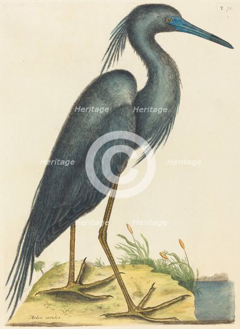The Blue Heron (Ardea coerulea), published 1731-1743. Creator: Mark Catesby.