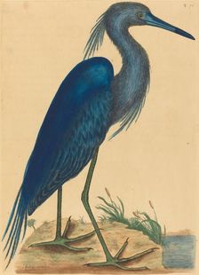 The Blue Heron (Ardea coerulea), published 1731-1743. Creator: Mark Catesby