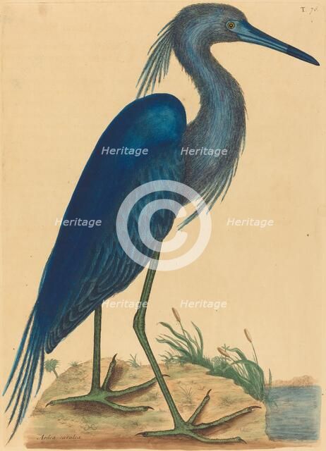 The Blue Heron (Ardea coerulea), published 1731-1743. Creator: Mark Catesby.