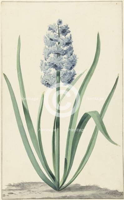 The blue hyacinth Franciscus Primus, 1762. Creator: Jan Augustini.