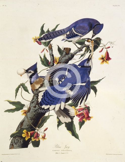 The blue jay. From "The Birds of America", 1827-1838. Creator: Audubon, John James (1785-1851).
