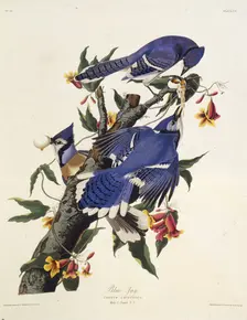 The blue jay. From "The Birds of America", 1827-1838. Creator: Audubon, John James (1785-1851)