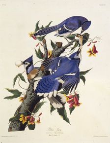 The blue jay. From "The Birds of America", 1827-1838. Creator: Audubon, John James (1785-1851)