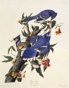 The blue jay. From "The Birds of America", 1827-1838. Creator: Audubon, John James (1785-1851)