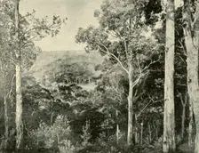 The Blue Mountains 1901. Creator: Unknown