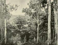 The Blue Mountains 1901. Creator: Unknown