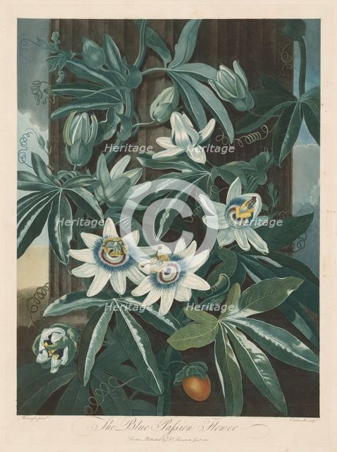 The Blue Passion-flower, 1799-1807. Creator: Robert John Thornton (British, 1768-1837).