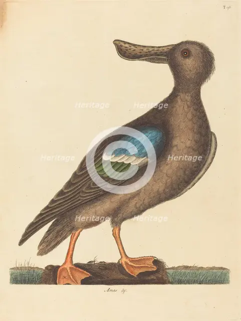 The Blue Winged Shoveler (Anas clypeata foemina), published 1754. Creator: Mark Catesby.