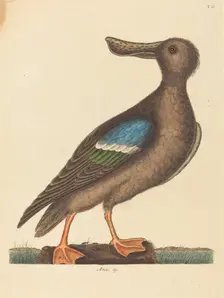 The Blue Winged Shoveler (Anas clypeata foemina), published 1754. Creator: Mark Catesby
