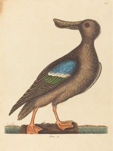 The Blue Winged Shoveler (Anas clypeata foemina), published 1754. Creator: Mark Catesby