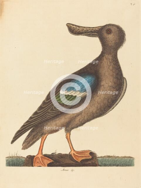 The Blue Winged Shoveler (Anas clypeata foemina), published 1754. Creator: Mark Catesby.