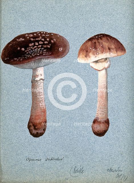 The blusher fungus (Amanita rubescens): two fruiting bodies, 1897. Creator: Unknown.