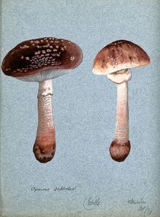 The blusher fungus (Amanita rubescens): two fruiting bodies, 1897. Creator: Unknown
