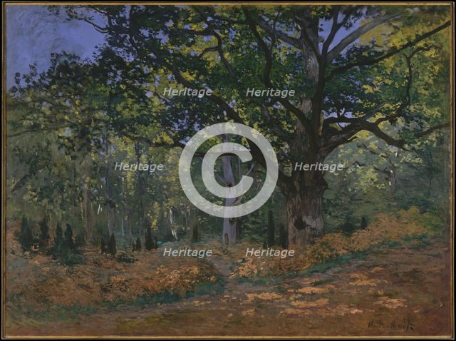 The Bodmer Oak, Fontainebleau Forest, 1865. Artist: Monet, Claude (1840-1926)