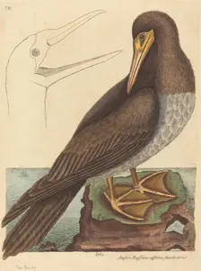 The Booby (Pelecanus Sula), published 1731-1743. Creator: Mark Catesby