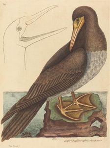 The Booby (Pelecanus Sula), published 1731-1743. Creator: Mark Catesby