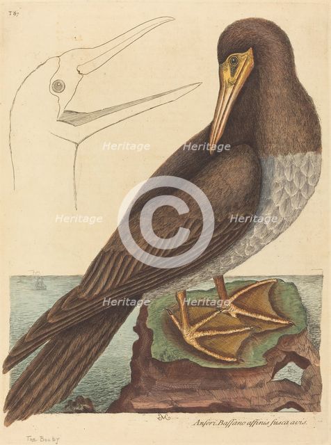 The Booby (Pelecanus Sula), published 1731-1743. Creator: Mark Catesby.