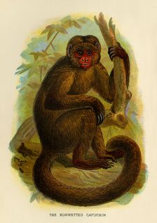 The Bonneted Capuchin 1896. Artist: Henry Ogg Forbes