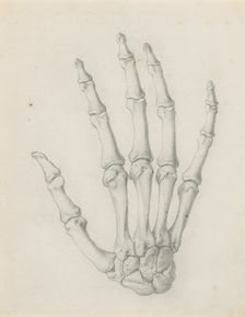 The bones of the hand viewed from the back, for Cheselden's `Osteographia by 1733. Creator: Gerard Vandergucht