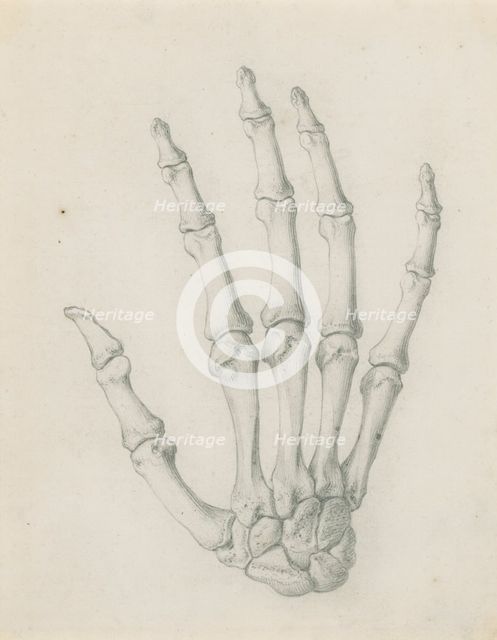 The bones of the hand viewed from the back, for Cheselden's `Osteographia', by 1733. Creator: Gerard Vandergucht.