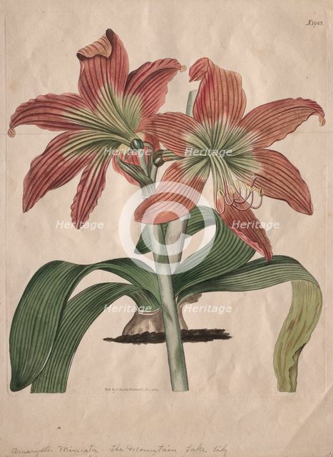 The Botanical Magazine or Flower Garden Displayed: The Mountain Lake Lily, 1827. Creator: S. Curtis (British).