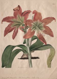 The Botanical Magazine or Flower Garden Displayed: The Mountain Lake Lily, 1827. Creator: S. Curtis (British)