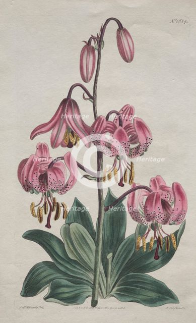 The Botanical Magazine or Flower Garden Displayed... Turk's Cap Lily, 1814. Creator: S. Curtis (British).