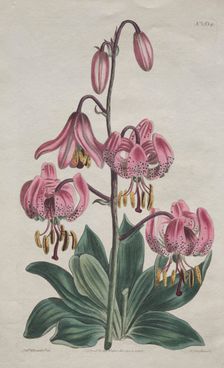 The Botanical Magazine or Flower Garden Displayed... Turk's Cap Lily, 1814. Creator: S. Curtis (British)