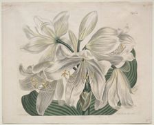 The Botanical Magazine or Flower Garden Displayed: White Cape - Coast Lily, 1806. Creator: Sydenham Edwards (British, 1768-1819); Thomas Curtis (British, 1846-1920)