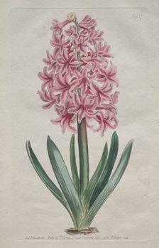 The Botanical Magazine or Flower Garden Displayed: Garden Hyacinth, 1806. Creator: Thomas Curtis (British, 1846-1920)