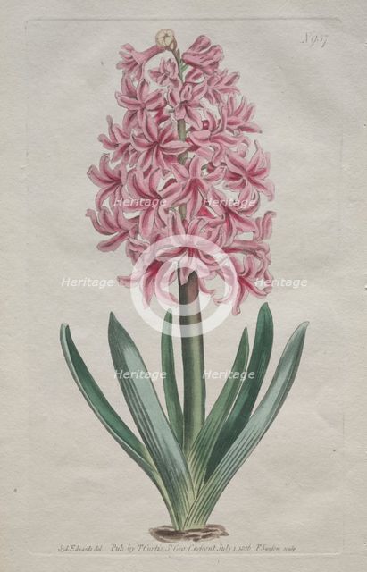 The Botanical Magazine or Flower Garden Displayed: Garden Hyacinth, 1806. Creator: Thomas Curtis (British, 1846-1920).
