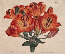 The Botanical Magazine or Flower Garden Displayed: ...Orange-Lily, 1807. Creator: Thomas Curtis (British, 1846-1920)