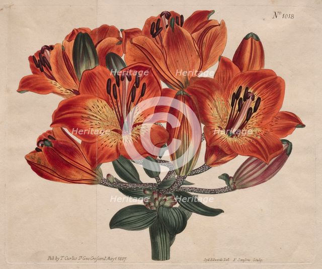 The Botanical Magazine or Flower Garden Displayed: ...Orange-Lily, 1807. Creator: Thomas Curtis (British, 1846-1920).