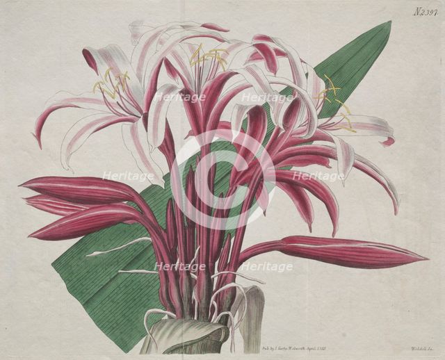 The Botanical Magazine or Flower Garden Displayed: Stately Crinum, 1823. Creator: S. Curtis (British).