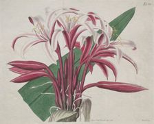 The Botanical Magazine or Flower Garden Displayed: Stately Crinum, 1823. Creator: S. Curtis (British)