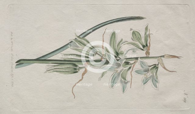 The Botanical Magazine or Flower Garden Displayed: Star of Bethlehem, 1794. Creator: William Curtis (British, 1746-1799).