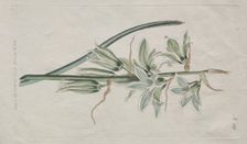 The Botanical Magazine or Flower Garden Displayed: Star of Bethlehem, 1794. Creator: William Curtis (British, 1746-1799)
