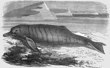 The Bouto, or Fresh-water Dolphin, of the Amazons 1875. Creator: Unknown