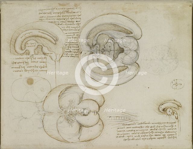The brain, c.1508. Creator: Leonardo da Vinci (1452-1519).