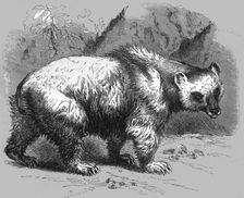 The Brown Bear; Notes of a Naturalist in the North-Western Provinces of India 1875. Creator: Charles Horne