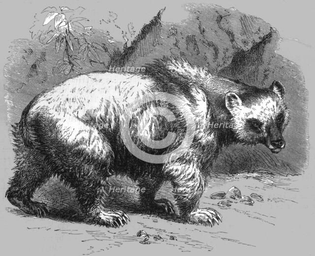 'The Brown Bear; Notes of a Naturalist in the North-Western Provinces of India', 1875.  Creator: Charles Horne.