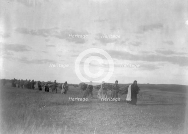 The brush-gatherers-Arikara, c1908. Creator: Edward Sheriff Curtis.