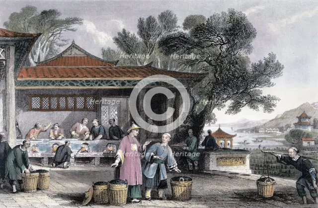 'The Culture and Preparation of Tea', China, 1843. Creator: Thomas Allom.