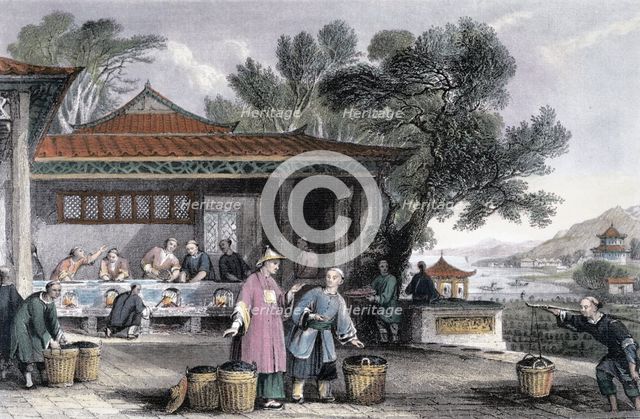 'The Culture and Preparation of Tea', China, 1843. Creator: Thomas Allom.